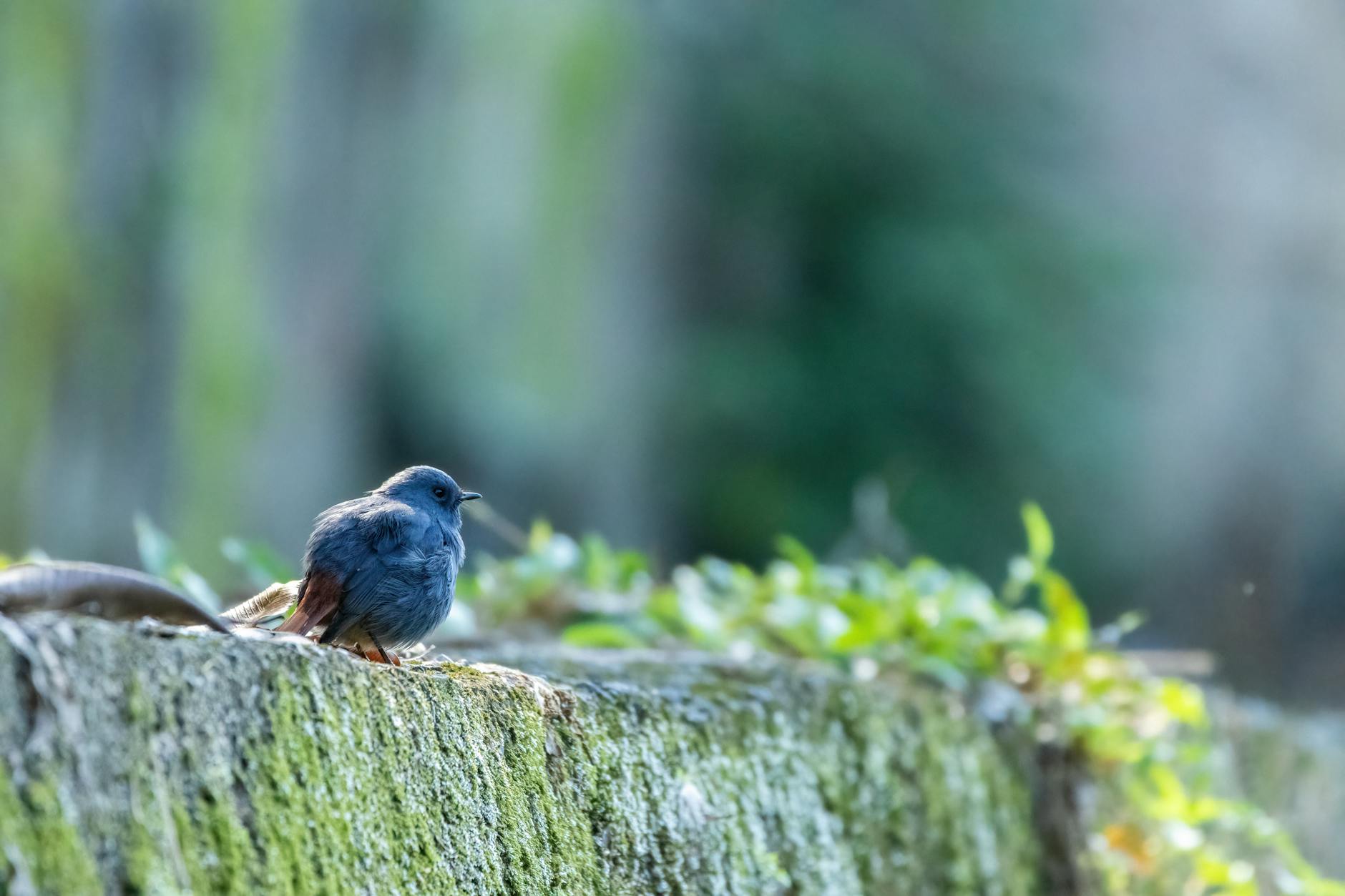 beautiful bird perched in vibrant taiwanese forest